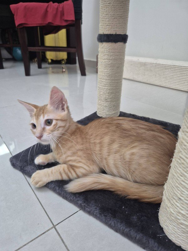 Copper