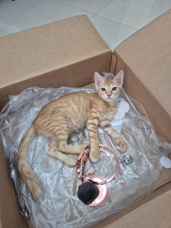 Copper