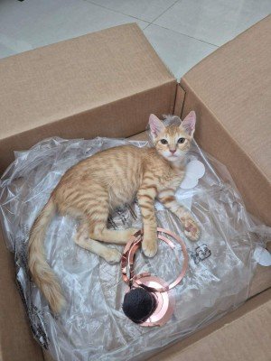 Copper