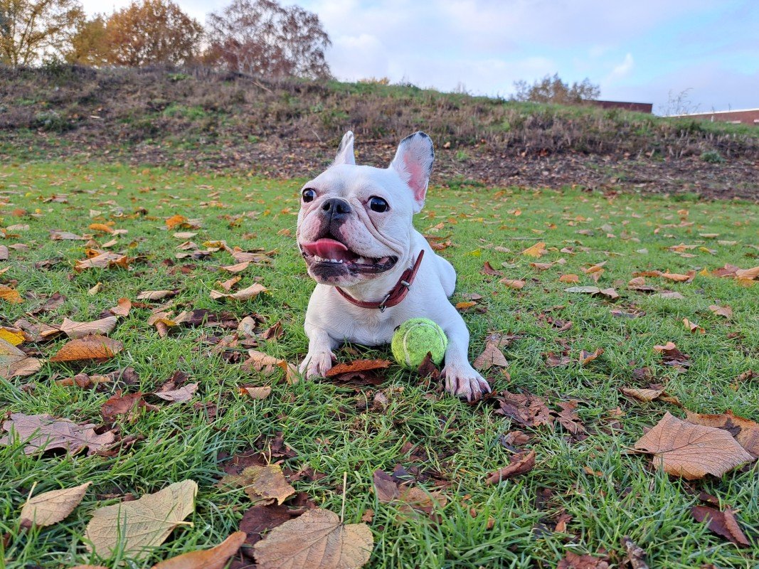 Lulu