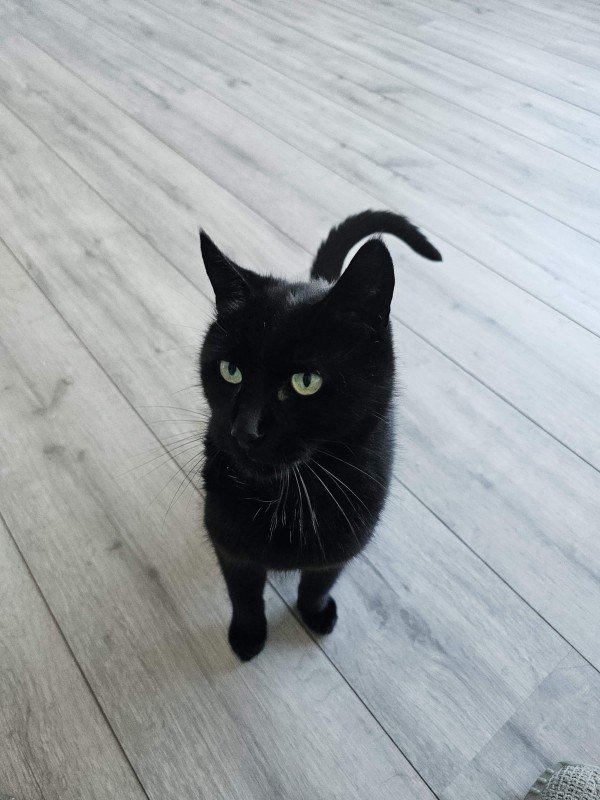 Blackie