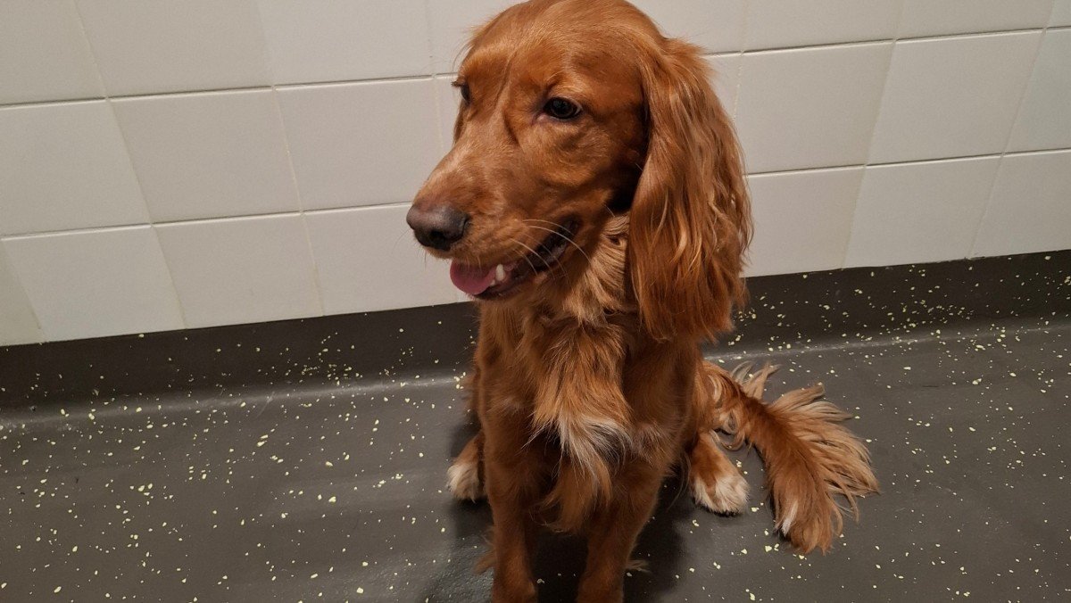 Bowie