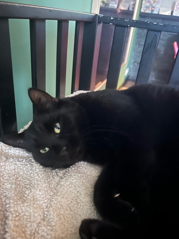 Pip