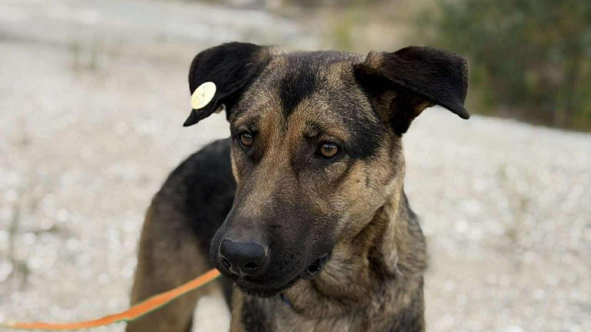Zena