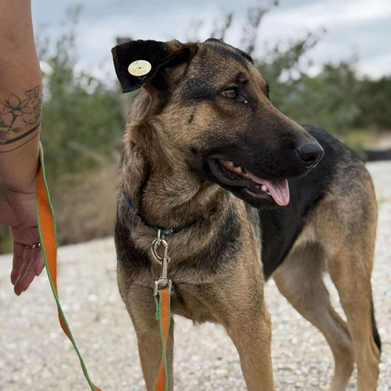 Zena