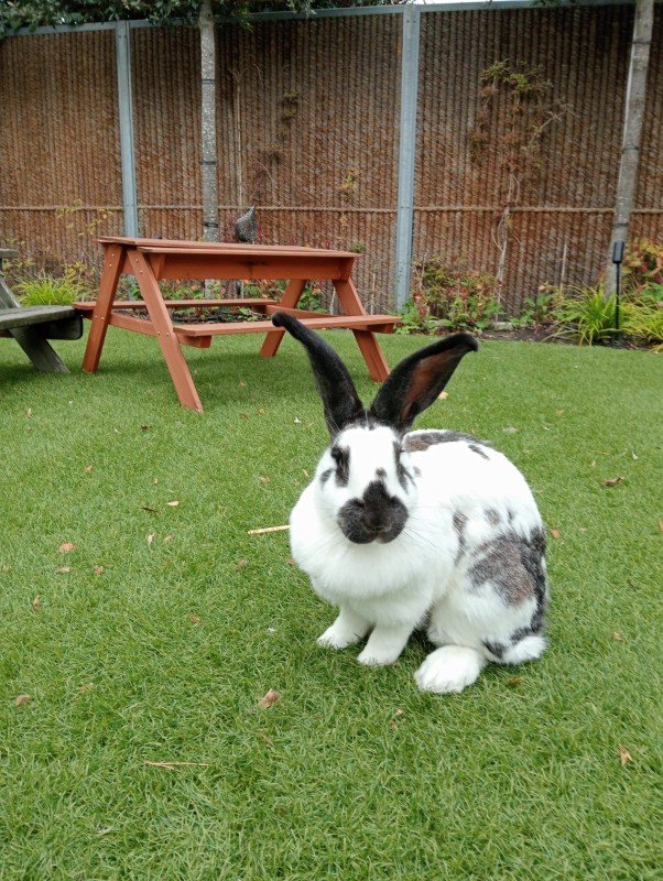 Flappie