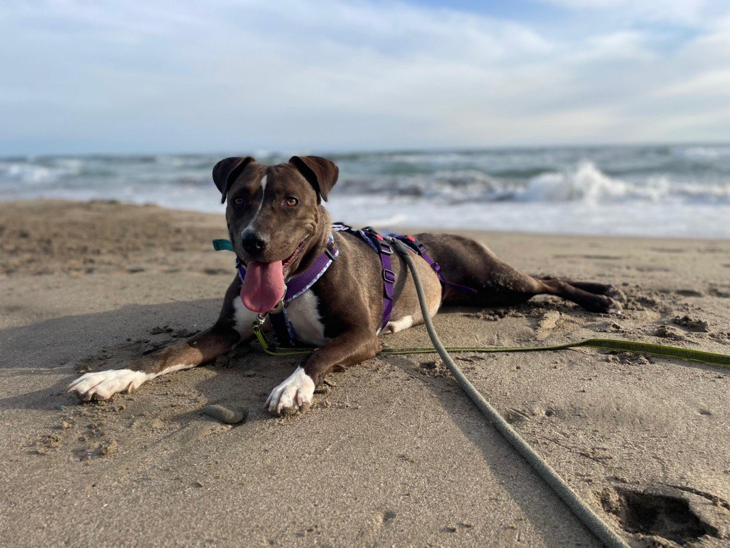 Xena