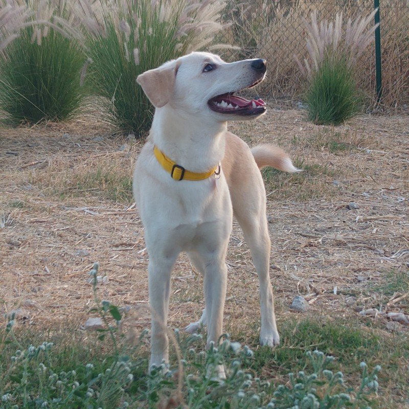 Levi