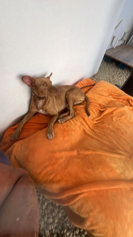 Dobby