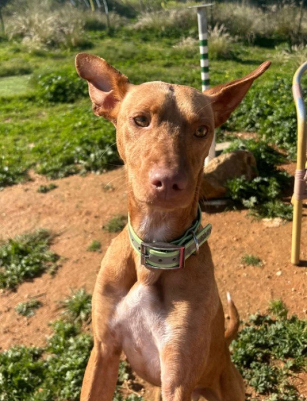 Dobby