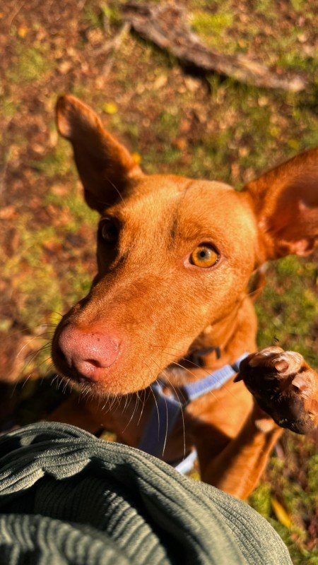 Dobby