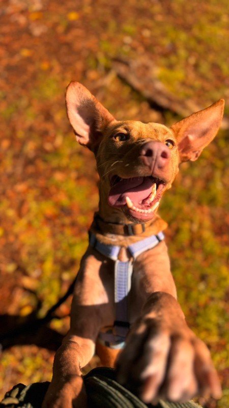 Dobby