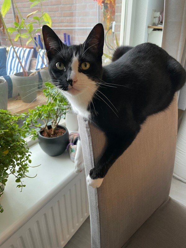 Gijs