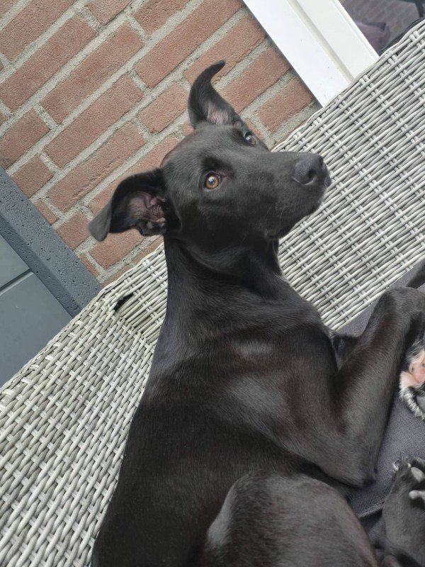 Rex