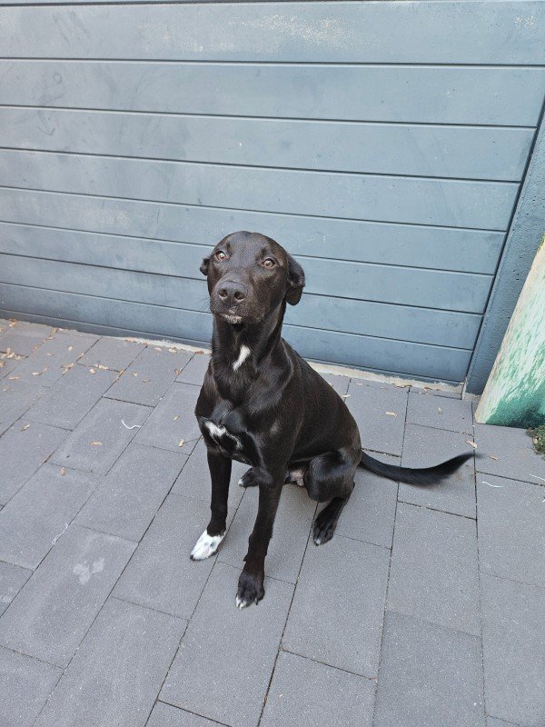 Rex