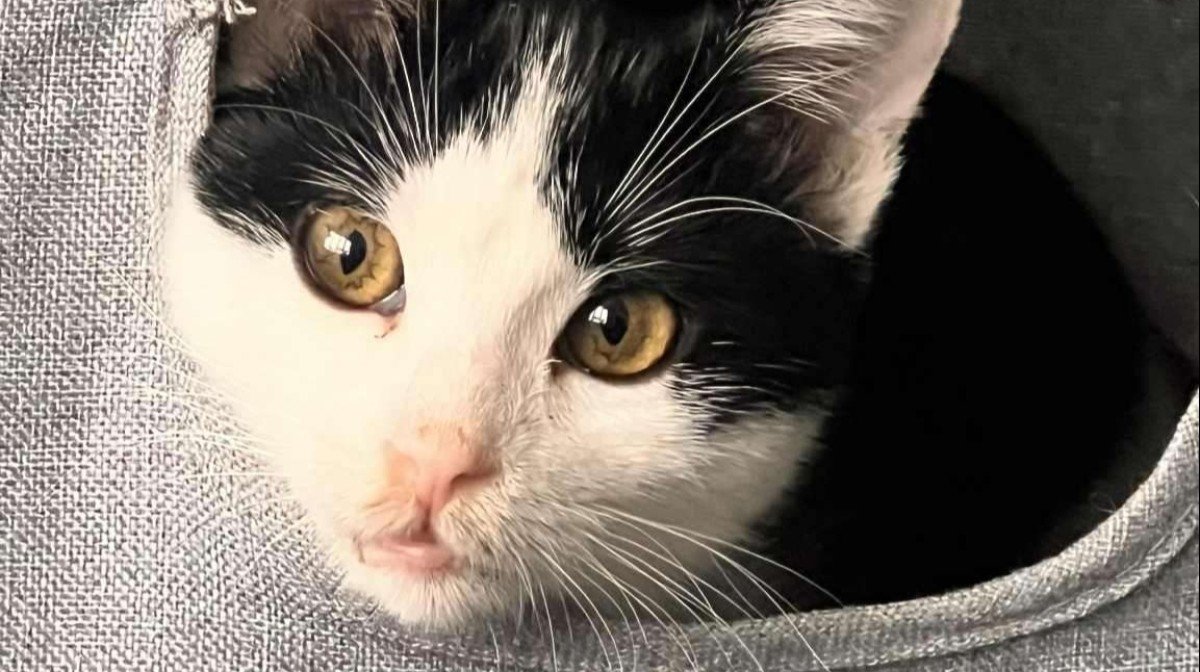 Ella