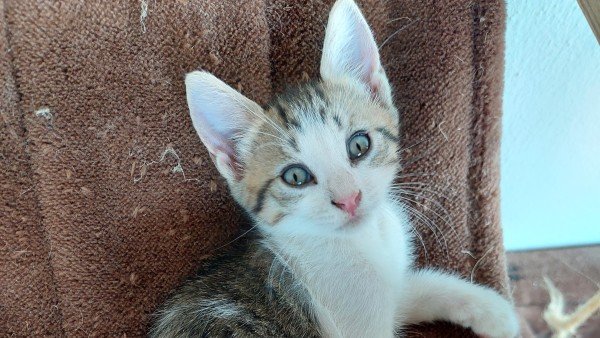 Dobby