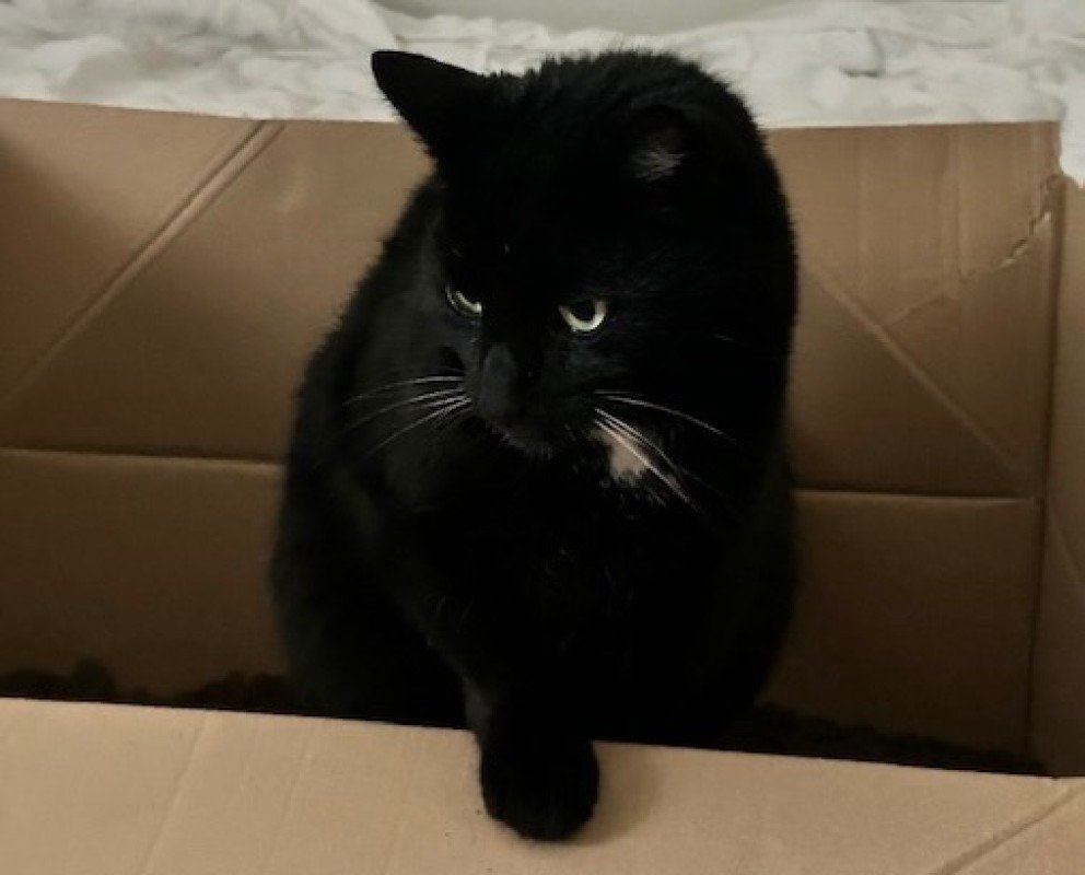 Mo
