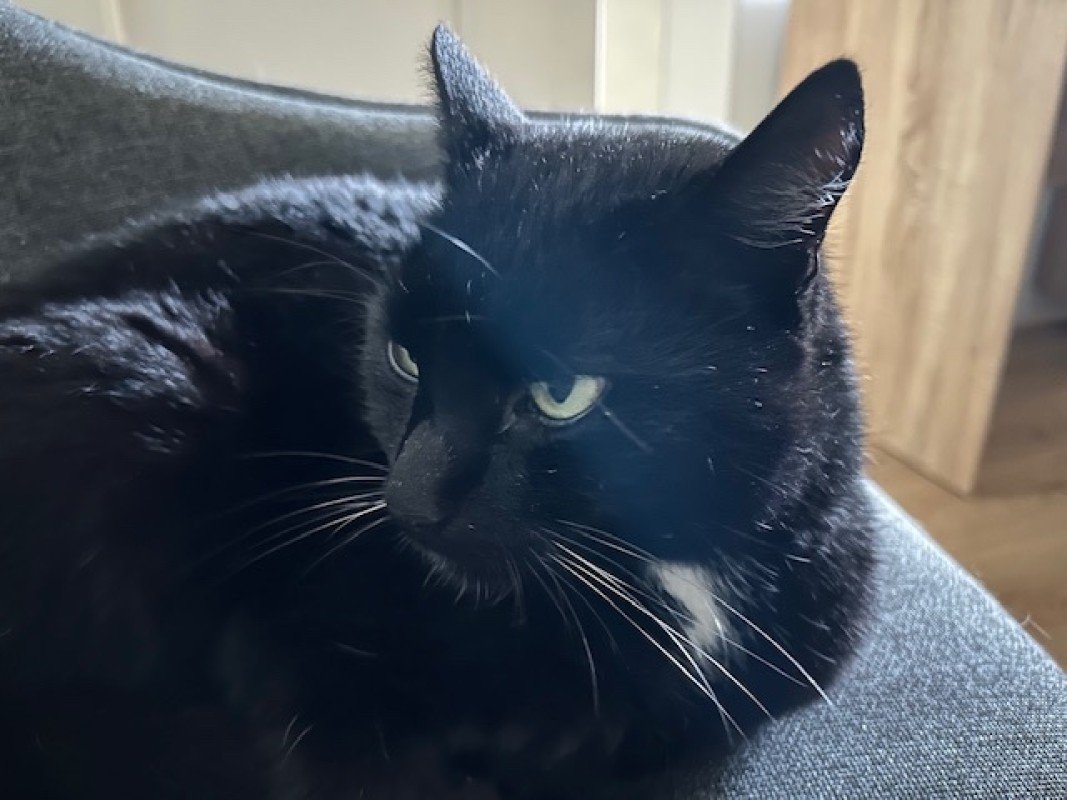 Mo
