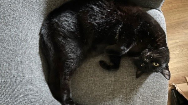 Mo