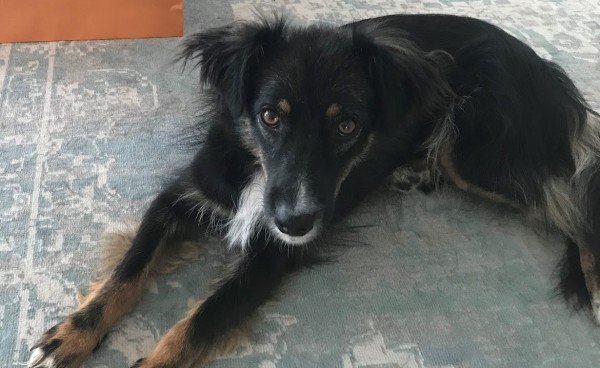 Milo