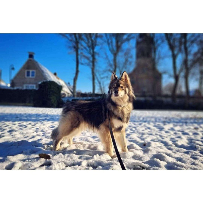 Freya