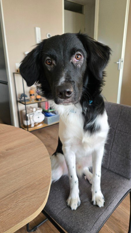 Axel