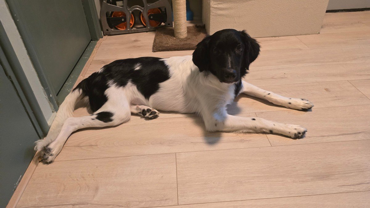 Axel
