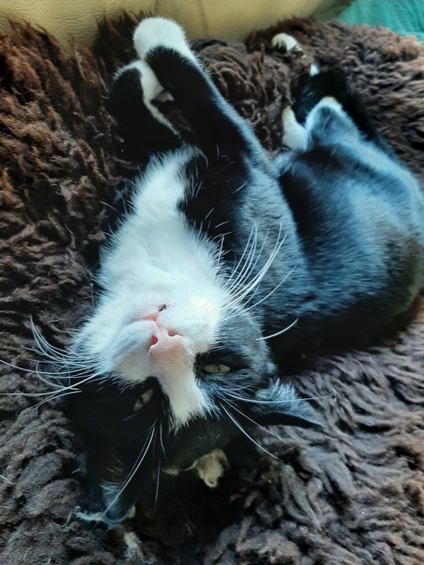 Kuro