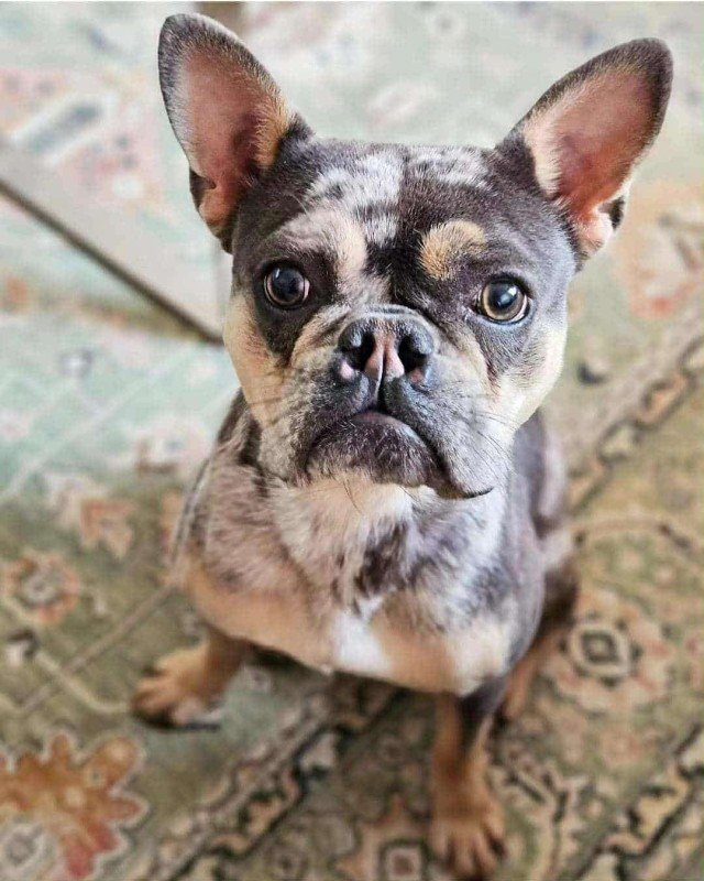 Bella