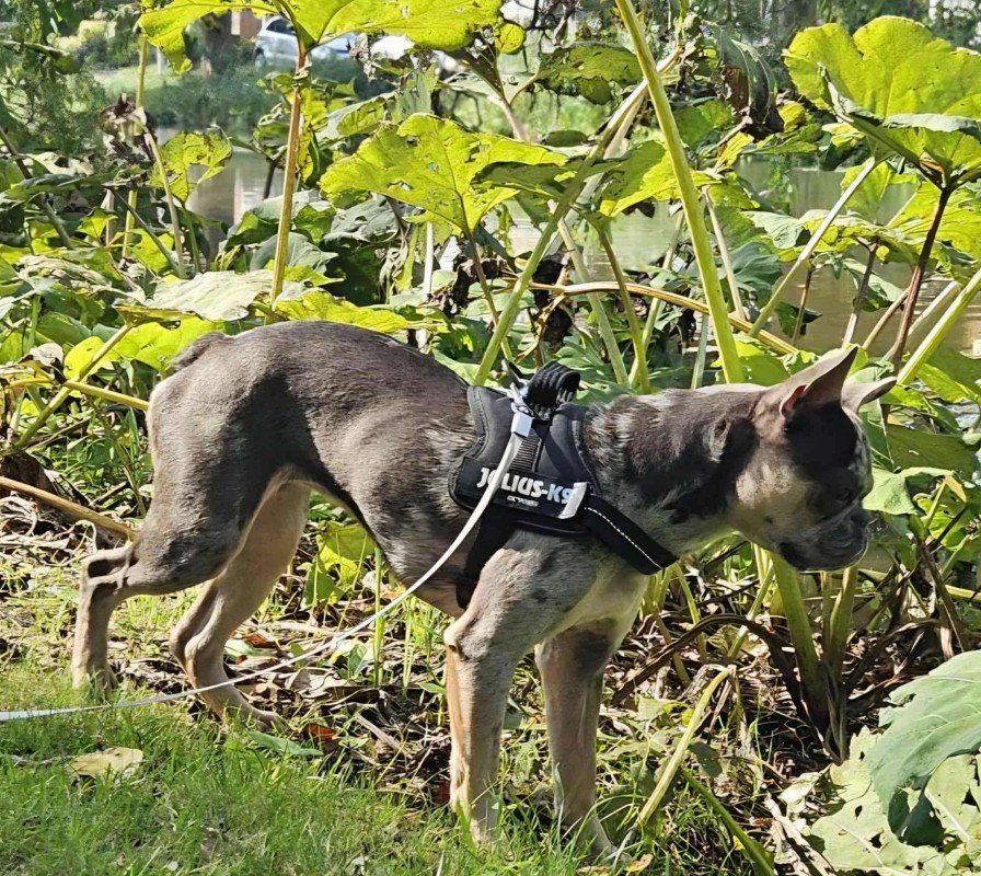 Bella