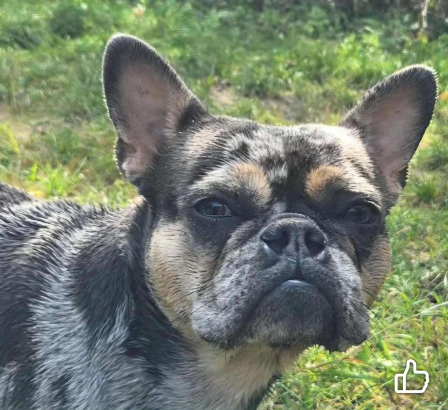 Bella