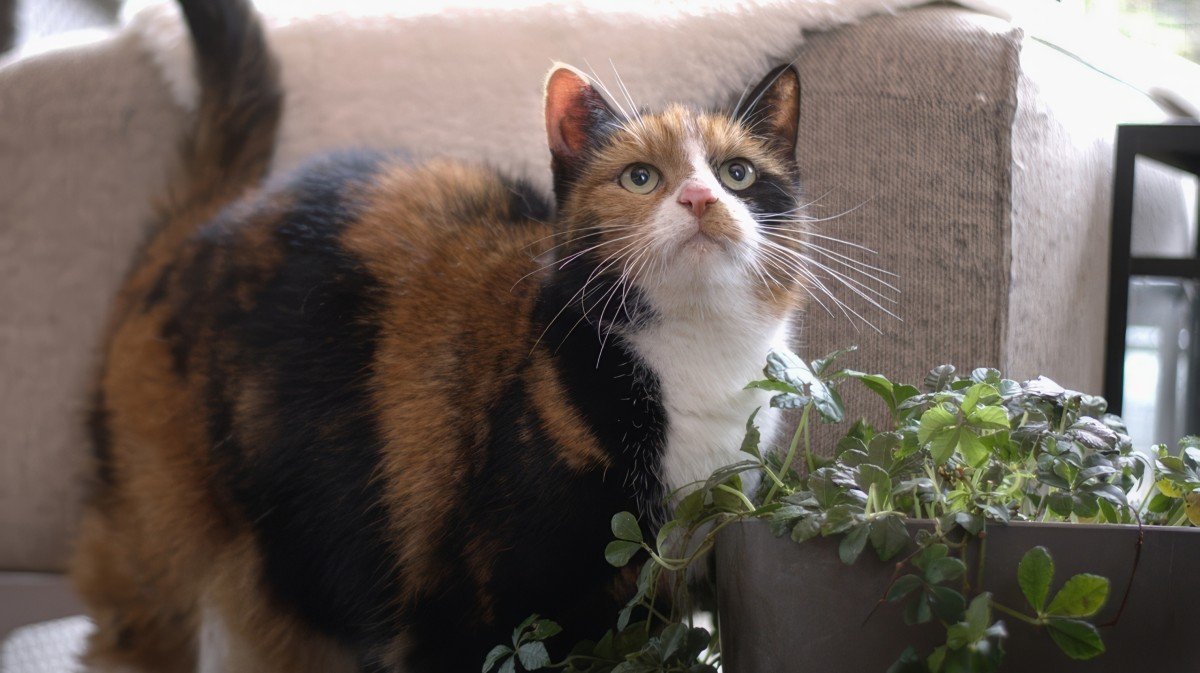 Moussie