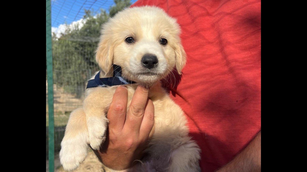 Finn