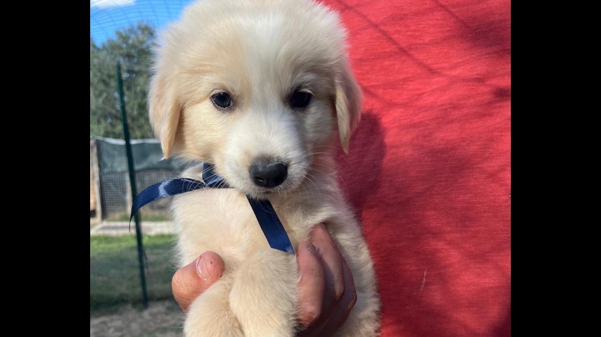 Finn