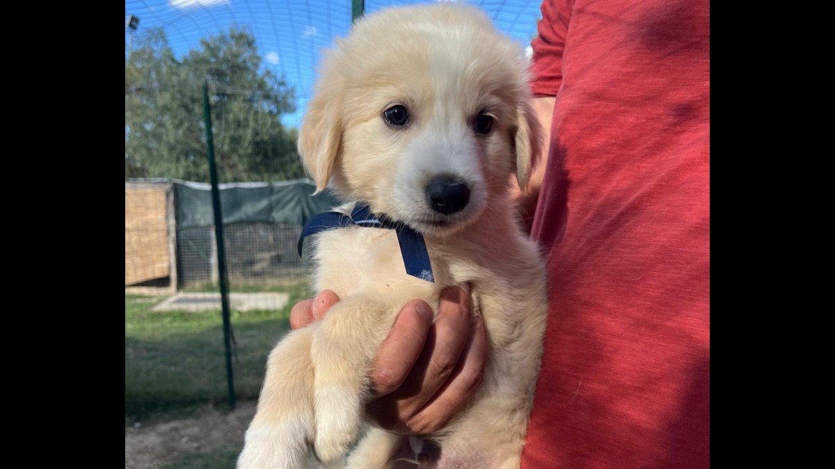 Finn