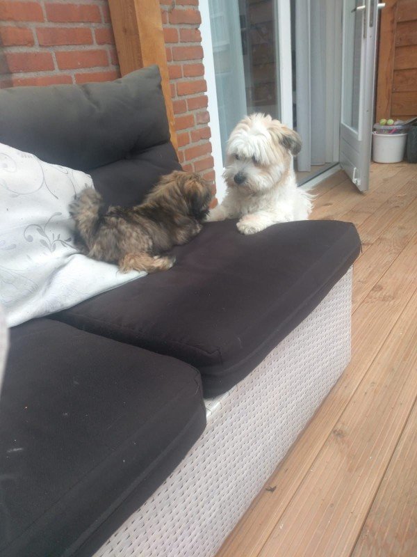 *SPOED* Swiffer