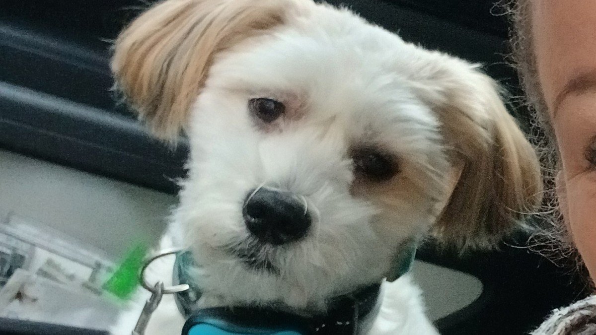 *SPOED* Swiffer