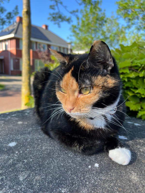 Noortje