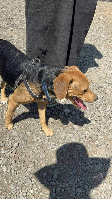 Wolfje