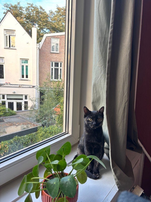 Nala