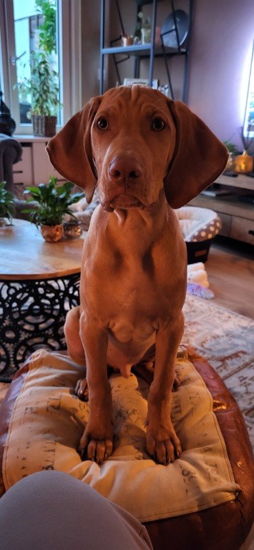 Luc