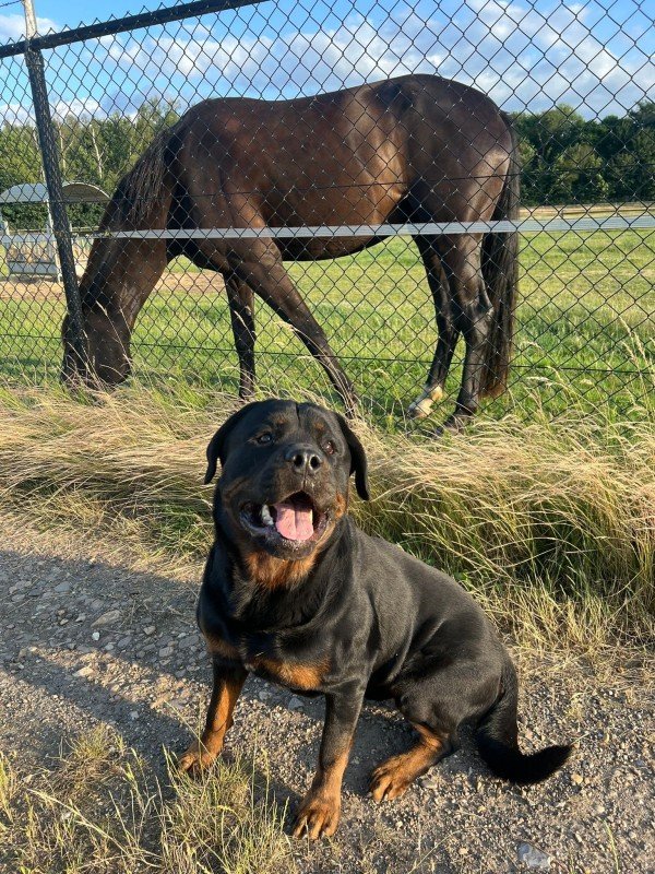 Harvey