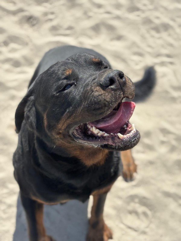 Harvey