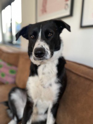 Bea