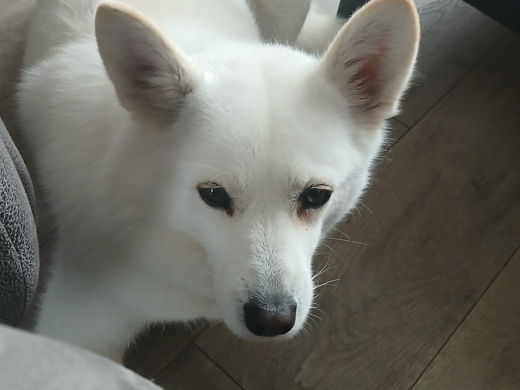 Myra