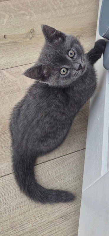 Nala