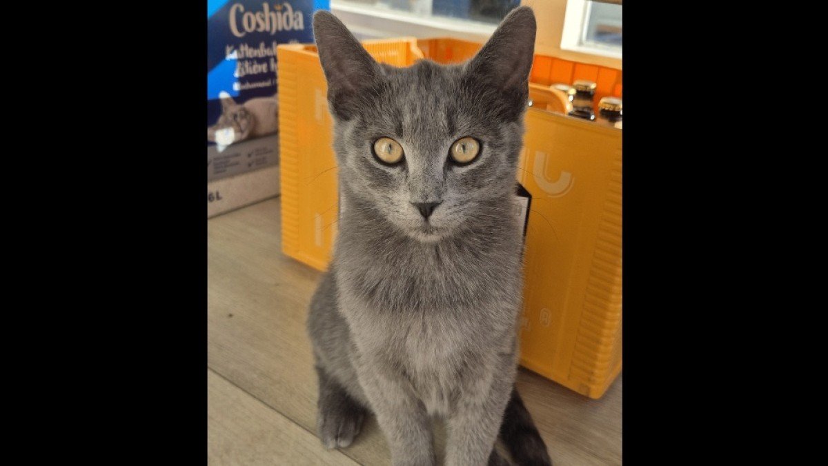 Nala