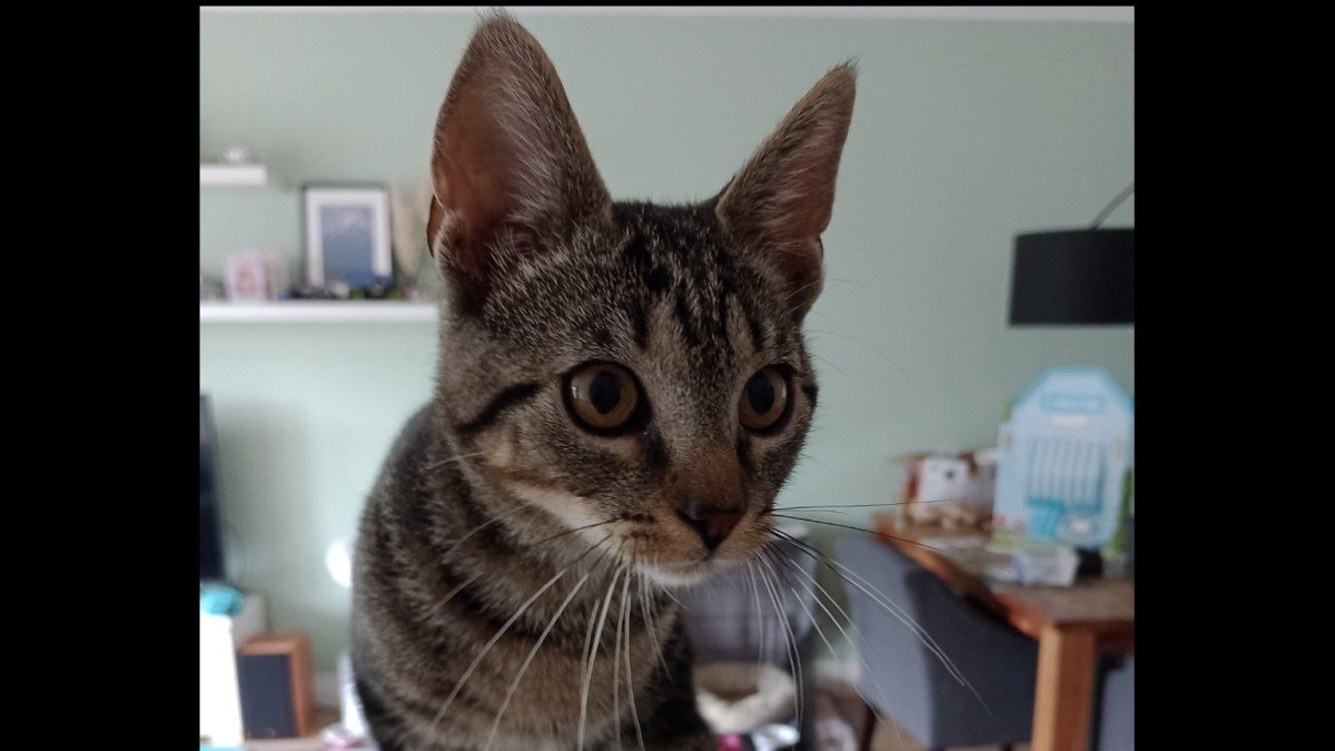 Milli