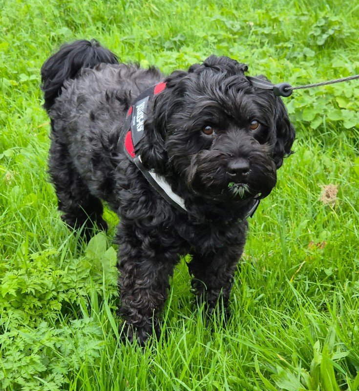 Blackie